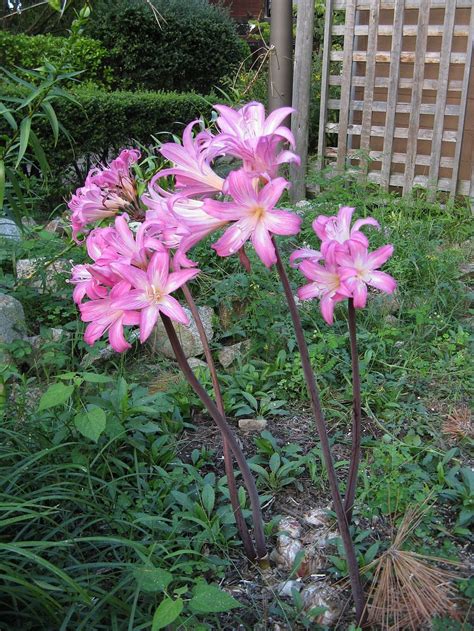 Belladonna Lily (Amaryllis Belladonna) Growing & Care Guide for。